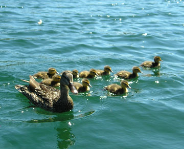 duck-family